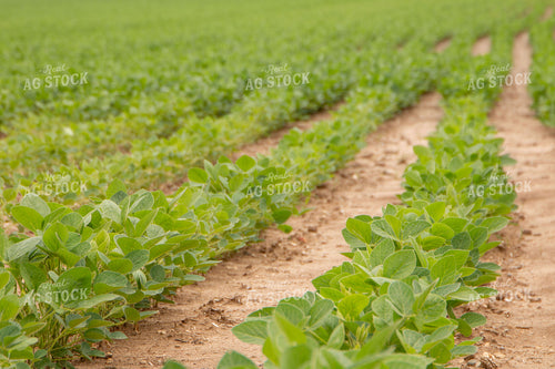 Midseason Soybeans 157181