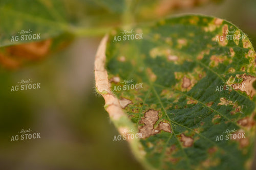 Soybeans with Chemical Damage 191206