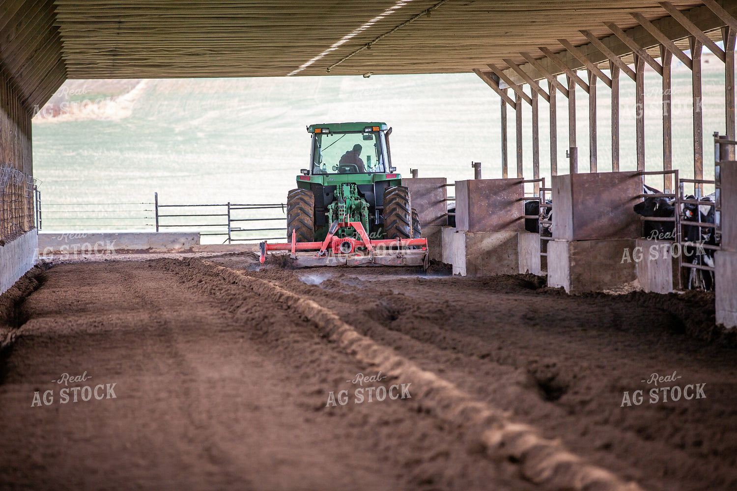 Laying Compost Bedding in Dairy Barn 270061