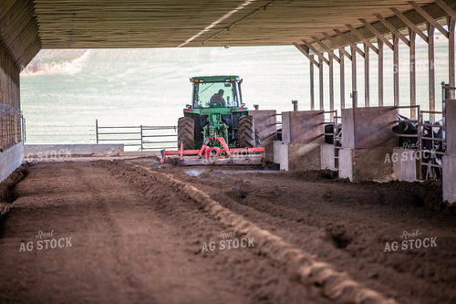 Laying Compost Bedding in Dairy Barn 270061