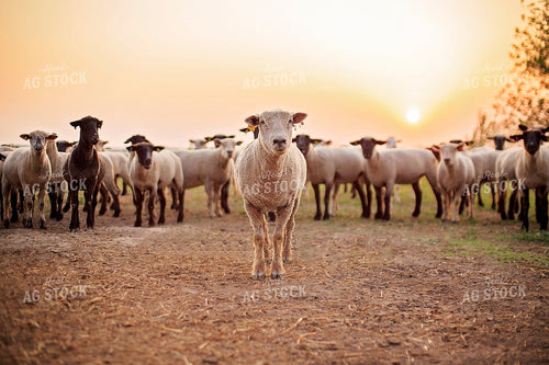 Sheep in Pasture 93174