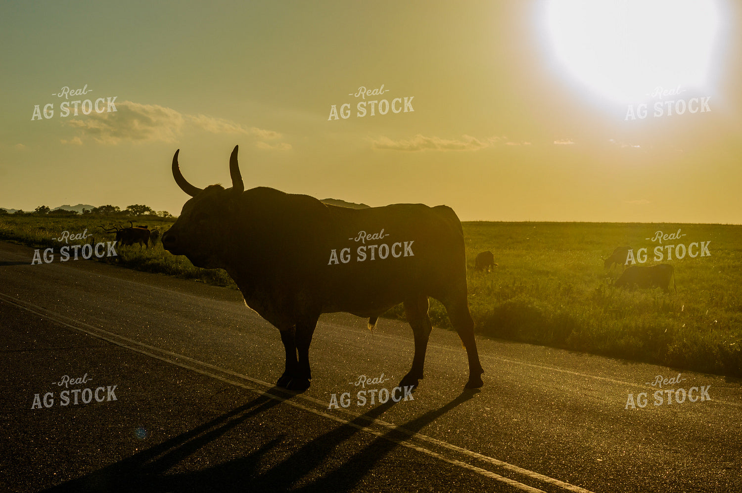 Cattle on Road 283004