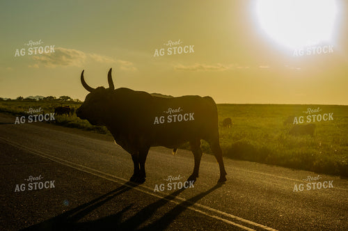 Cattle on Road 283004