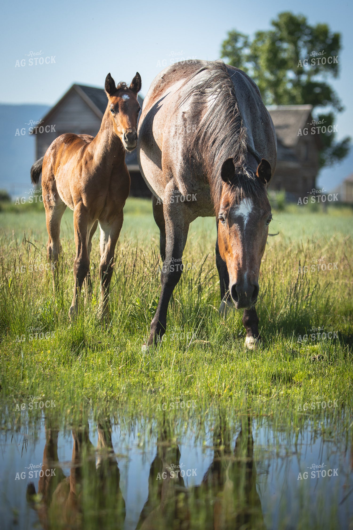 Foal and Mare 78201