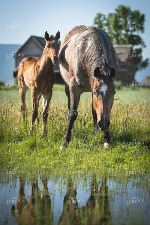 Foal and Mare 78201