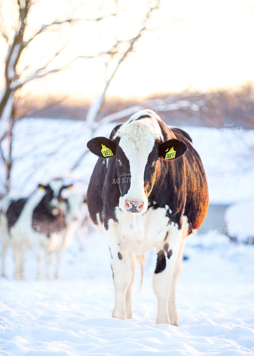Holstein Cattle in Pasture 55172