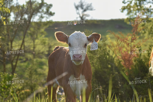 Hereford Calf 176006