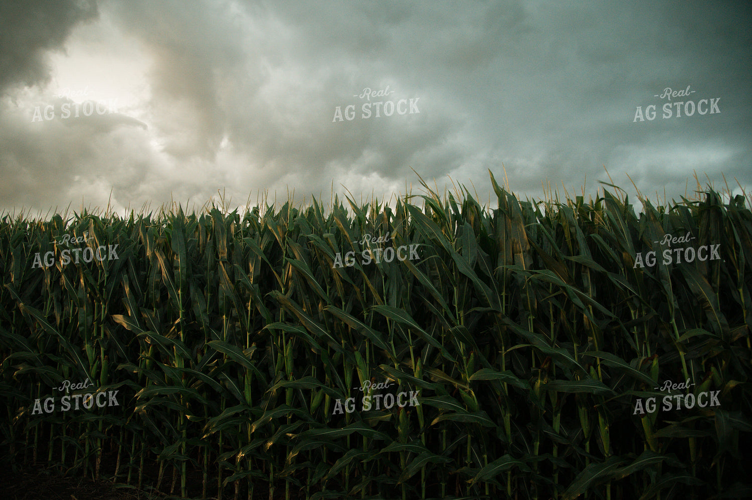 Corn Field 25975