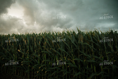 Corn Field 25975