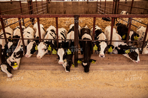 Holstein Cattle in Open Air Barn 67387