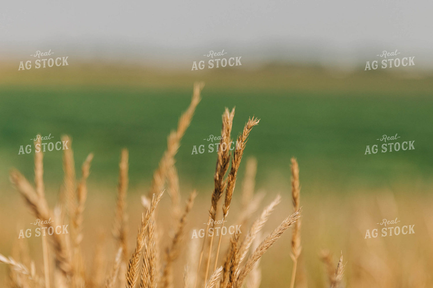 Pasture Grass Close Up 61063