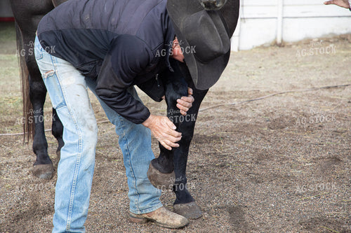 Ranchers Tacking Horse 117153