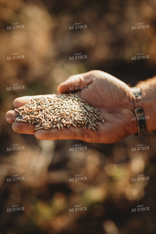 Farmer Agronomist Holding Rye Seed in Hand 5866