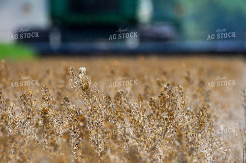 Dried Pennycress Before Harvest 103079