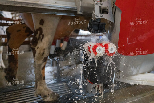 Robotic Milking Unit in Use 270205