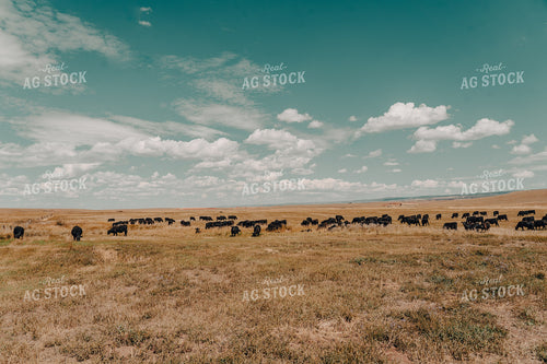 Cattle on Pasture 58186