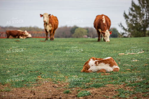 Hereford Calf 270496