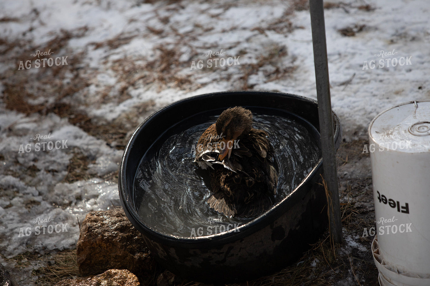Duck in Water 117453