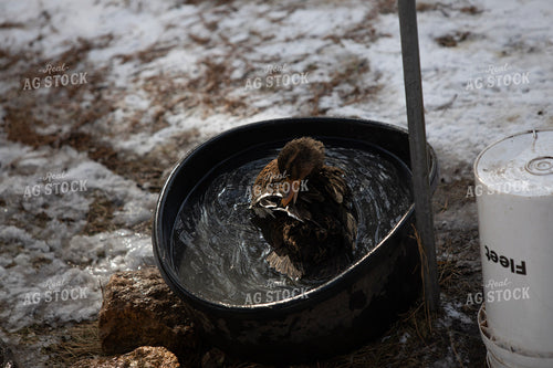 Duck in Water 117453