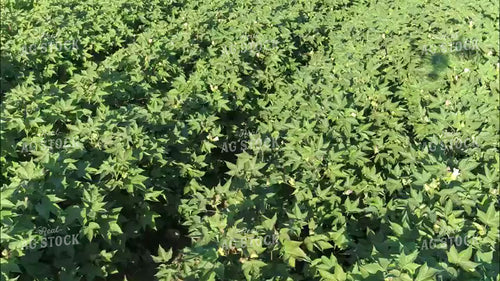 Aerial of Cotton Field in Bloom 80068