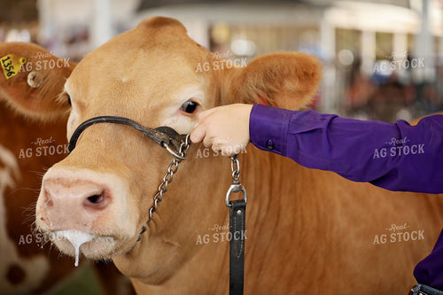 Showing Cattle 127111