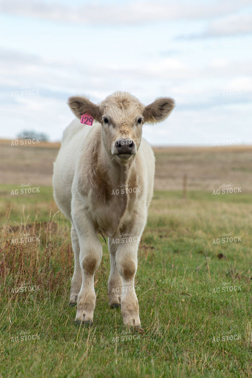 Charolais Calf with Pink Ear Tag Standing in Pasture 406079