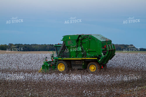 Cotton Picker in Field 79091