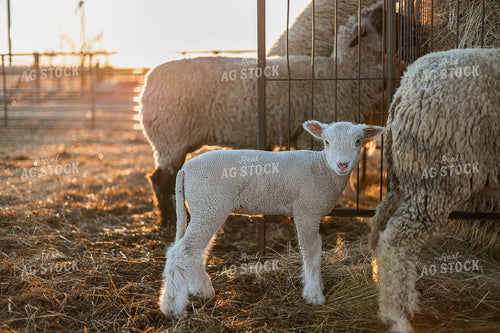 Sheep and Lambs 93361