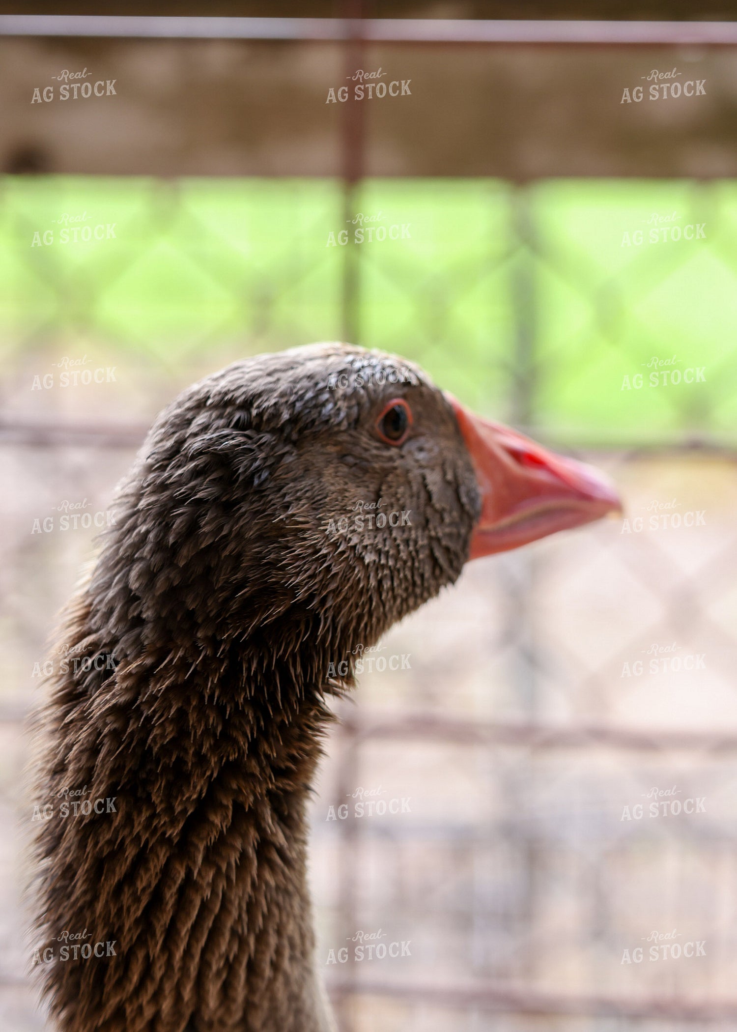 Showing Geese 160125
