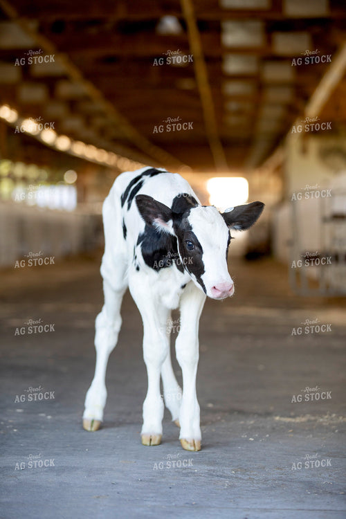 Holstein Calf 55279