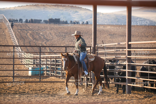 Moving Cattle 275020