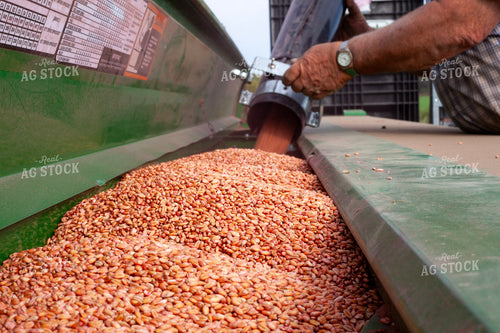 Filling the Seed Drill 132102