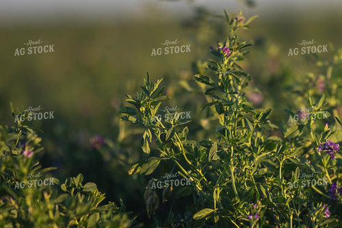 Alfalfa Plant 72056