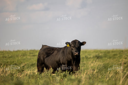 Angus Bull 72182