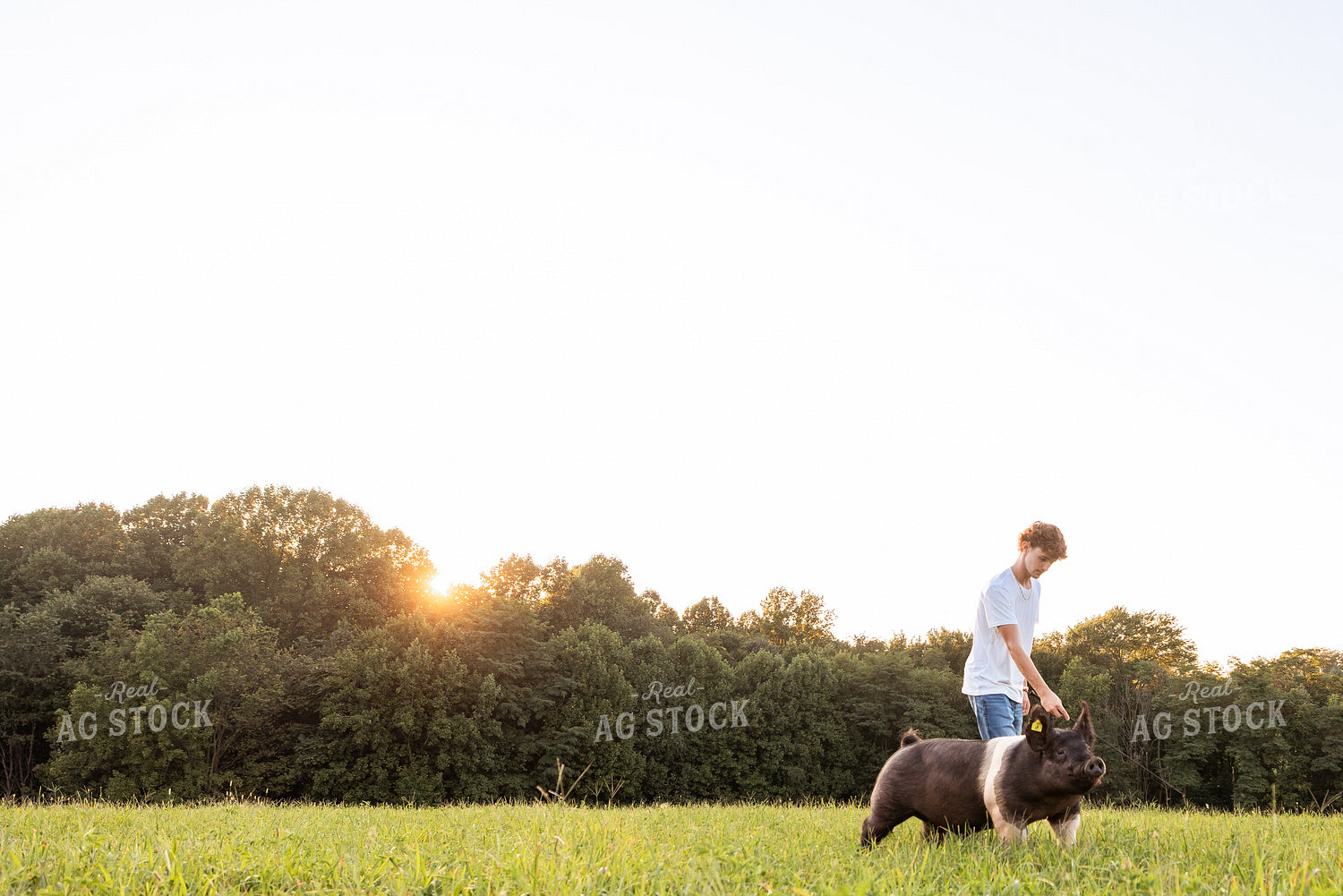 Farm Kid with Show Pig 270085