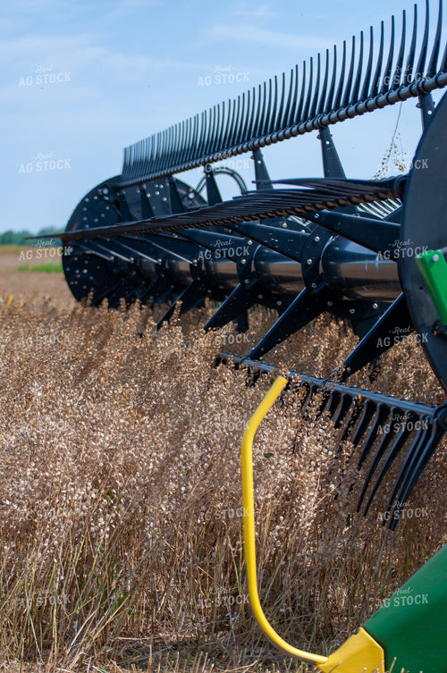 Pennycress Harvest 103082