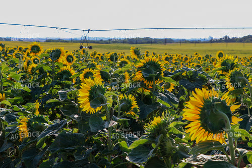 Sunflowers with Irrigation in Background 60058