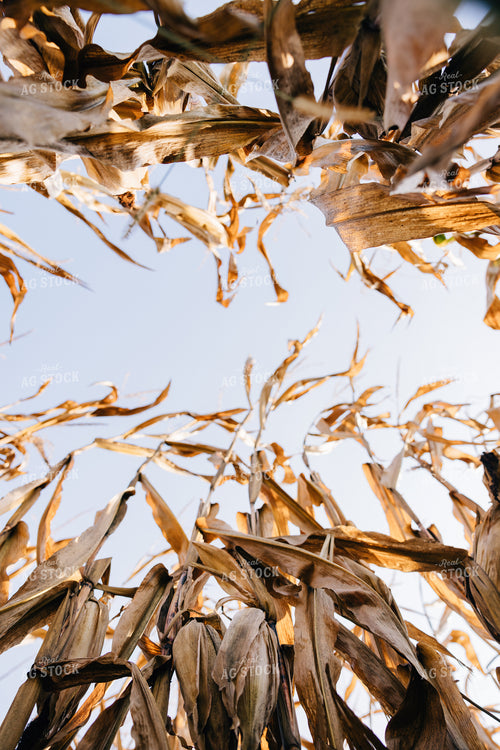 Dried Corn 178082