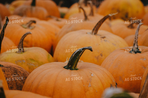 Pumpkins 106010