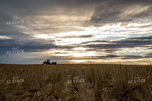 Harvest 138158