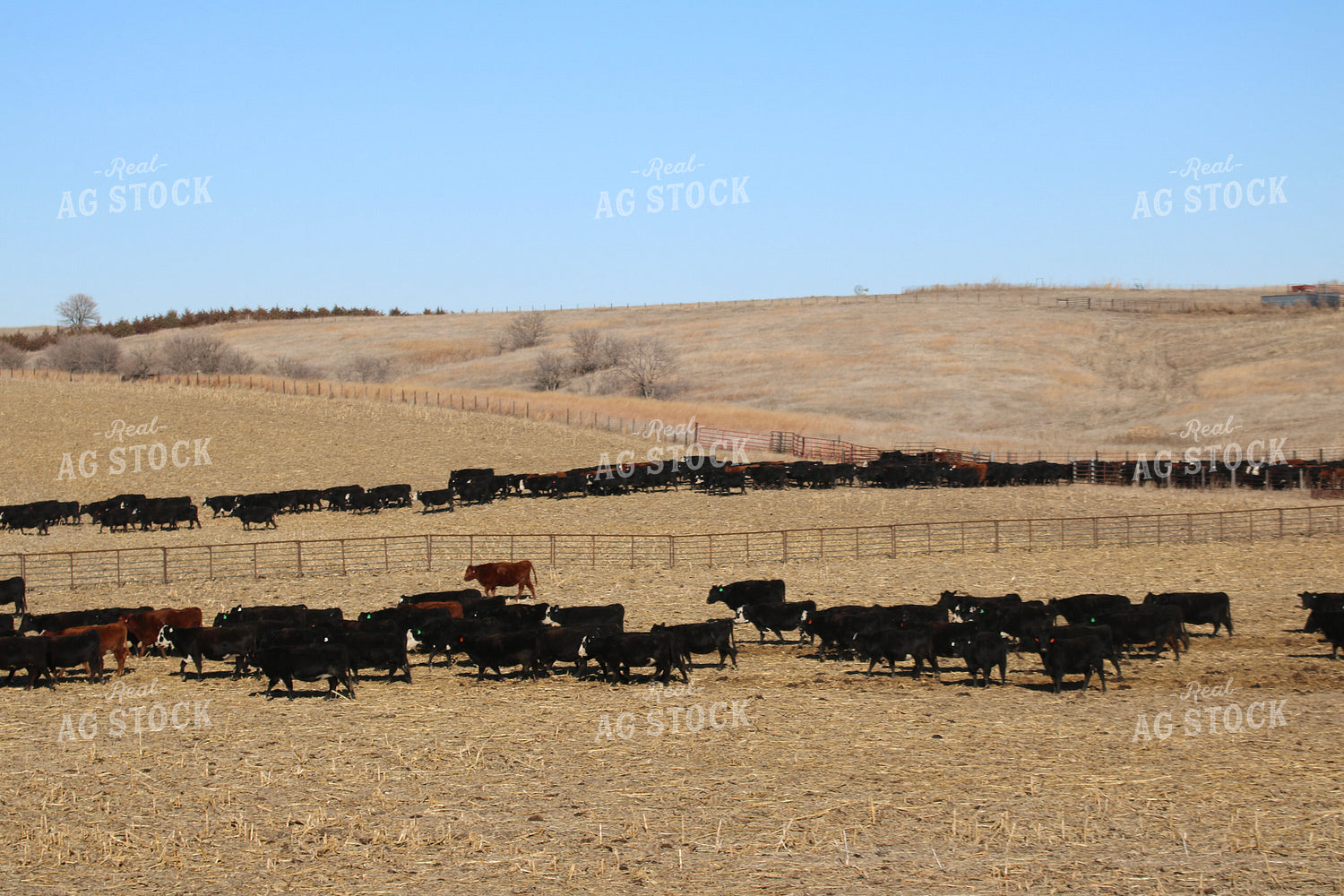 Angus Cattle on Pasture 82209
