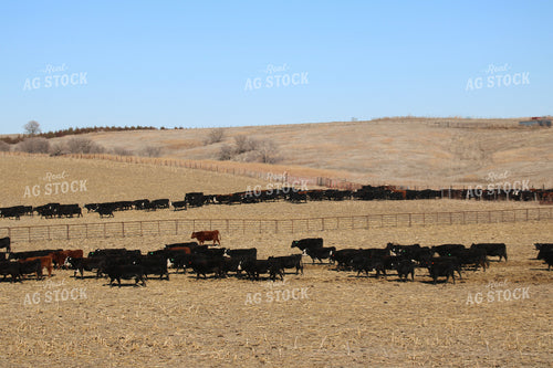Angus Cattle on Pasture 82209