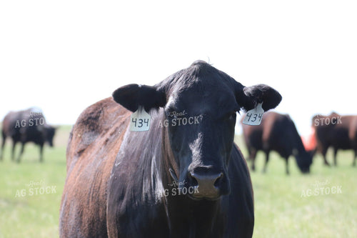 Black Angus Cow 82071