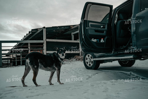 Cow Dog and Ranch Truck 58381