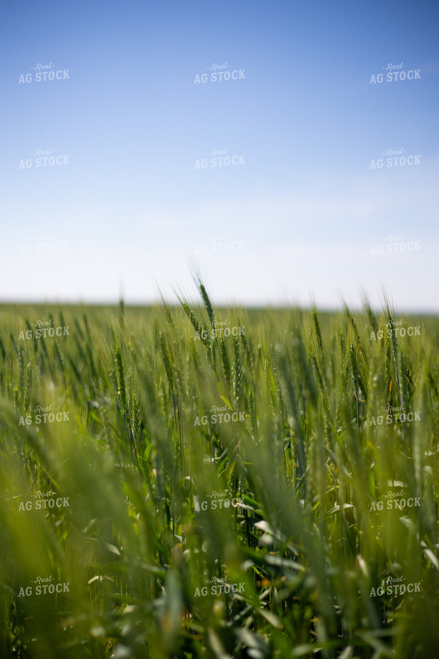 Mid-Season Wheat Field 208089