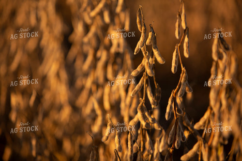 Soybeans - Dry 2454