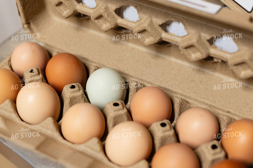 Eggs 295034