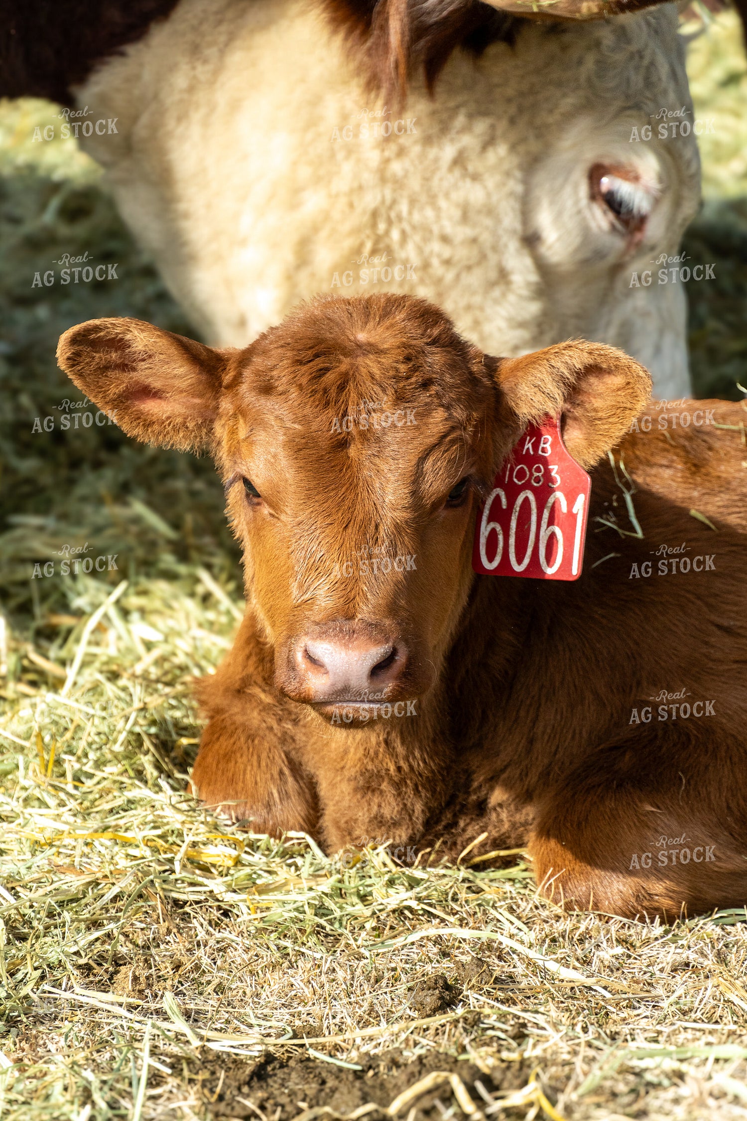 Calf Laying Down 65589