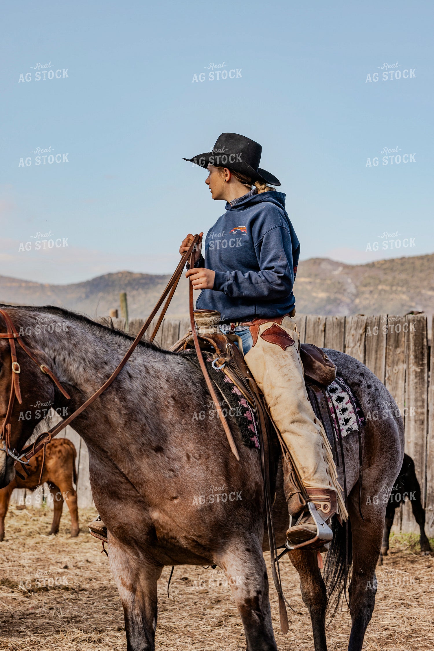 Gathering Cattle on Horseback 200049