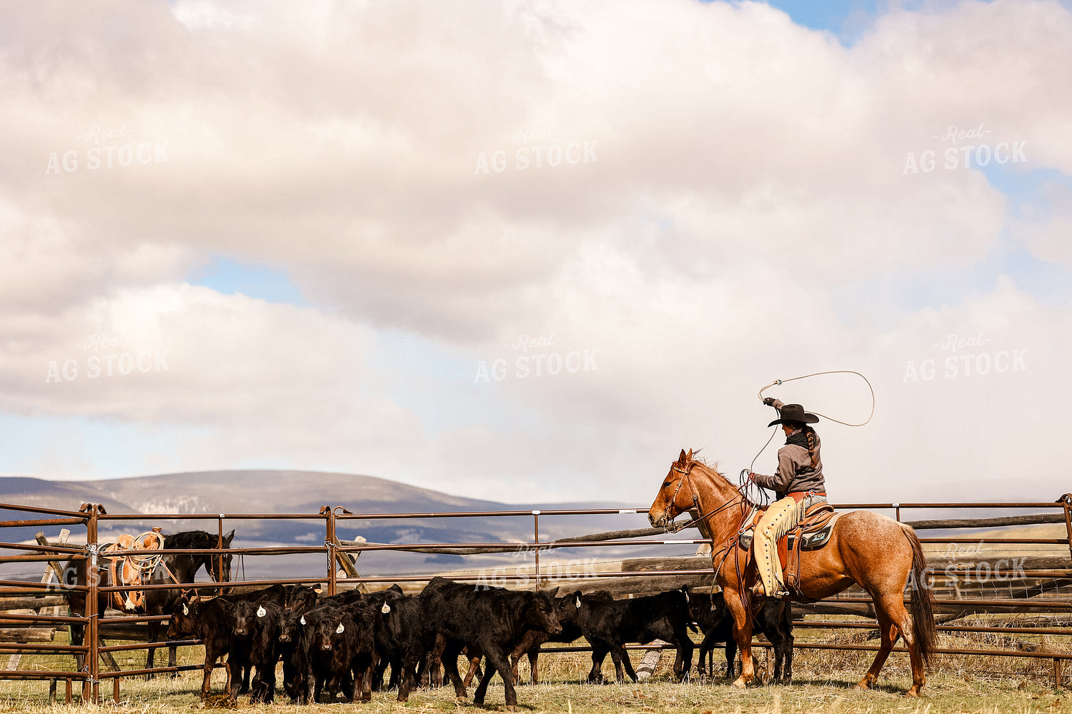 Female Rancher Roping Cattle on Horseback 225023